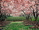 Poesie sulla primavera